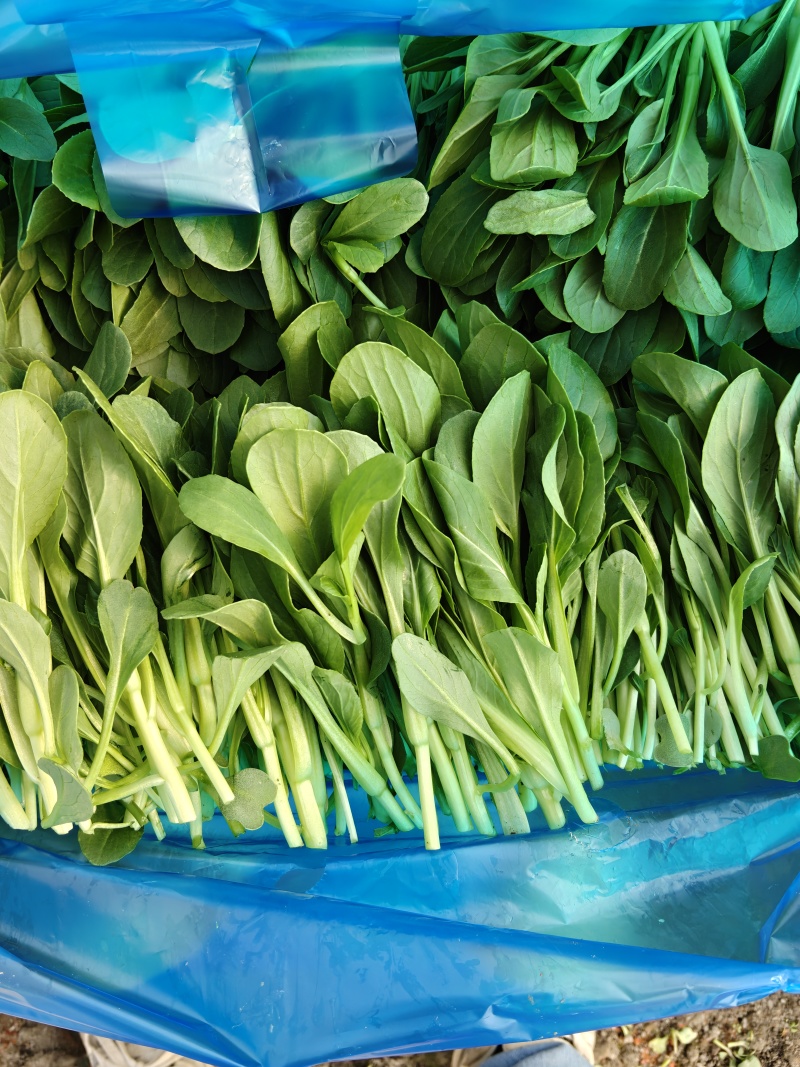 大棚直供新鲜鸡毛菜长期供货量大从优蔬菜批发