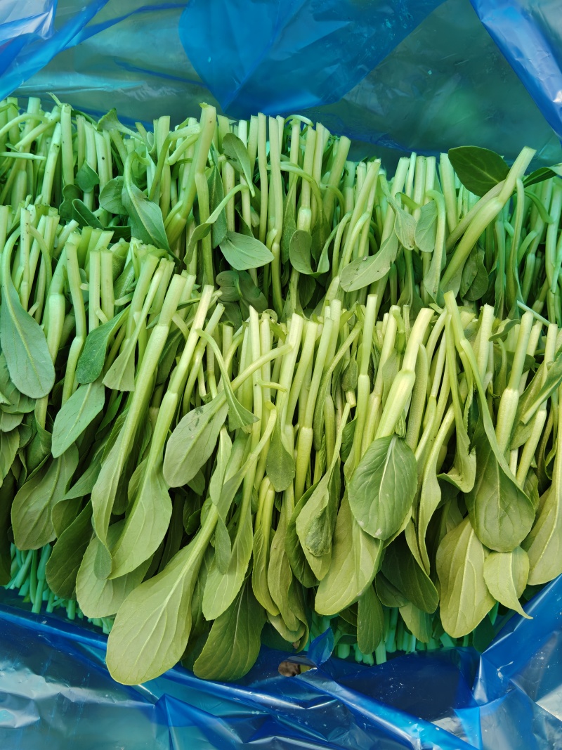 大棚直供新鲜鸡毛菜长期供货量大从优蔬菜批发