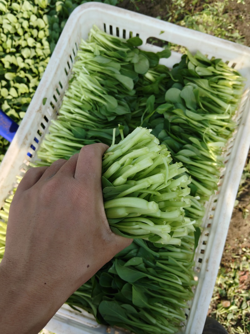 大棚直供新鲜鸡毛菜长期供货量大从优蔬菜批发