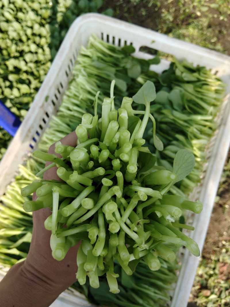 大棚直供新鲜鸡毛菜长期供货量大从优蔬菜批发