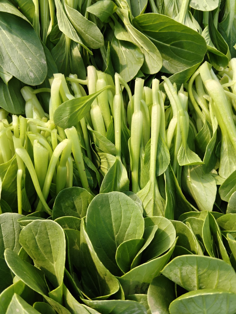大棚直供新鲜鸡毛菜长期供货量大从优蔬菜批发