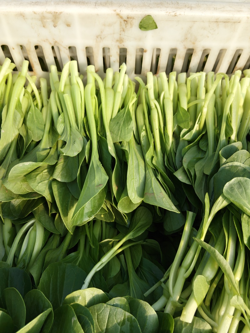 大棚直供新鲜鸡毛菜长期供货量大从优蔬菜批发
