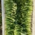 大棚直供新鲜鸡毛菜长期供货量大从优蔬菜批发