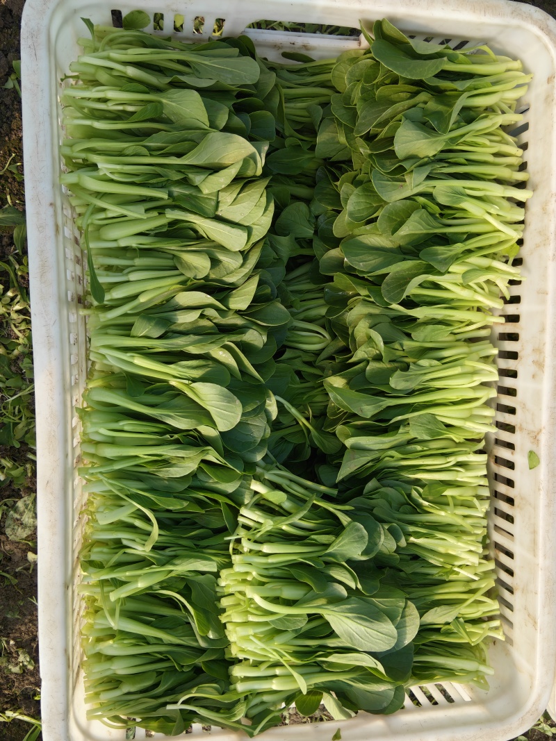 大棚直供新鲜鸡毛菜长期供货量大从优蔬菜批发