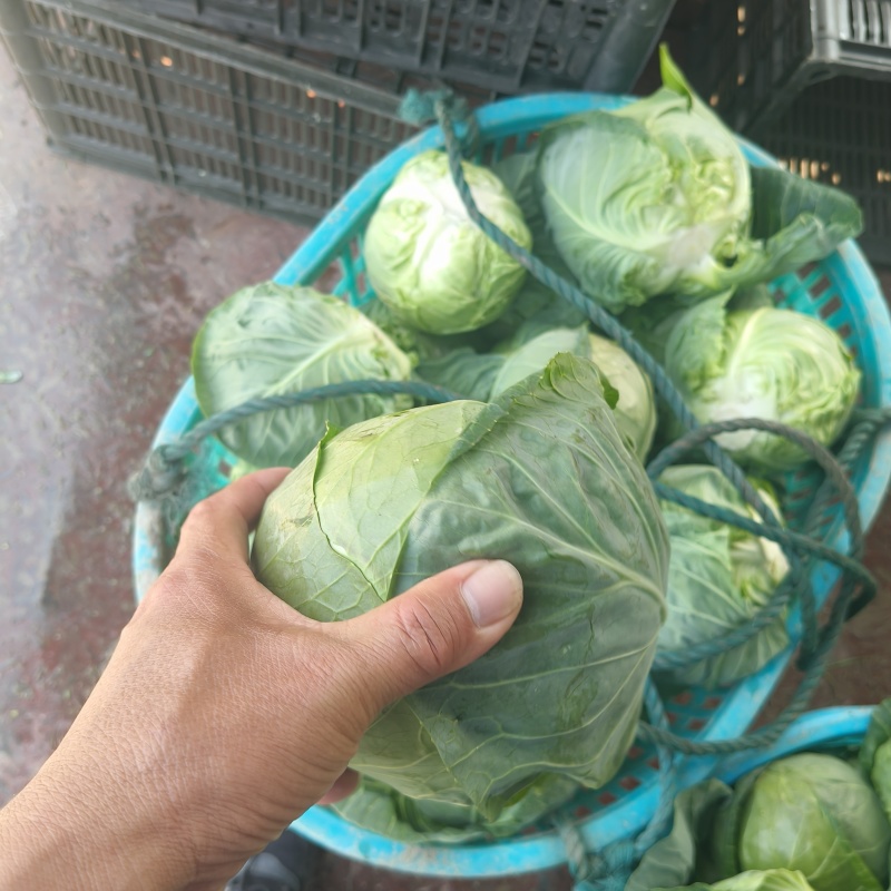 精品甘篮圆包菜有机菜
