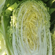 河北黄心白菜新鲜上市价格美丽一手货源价格优惠质量好走货快