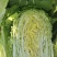 河北黄心白菜新鲜上市价格美丽一手货源价格优惠质量好走货快