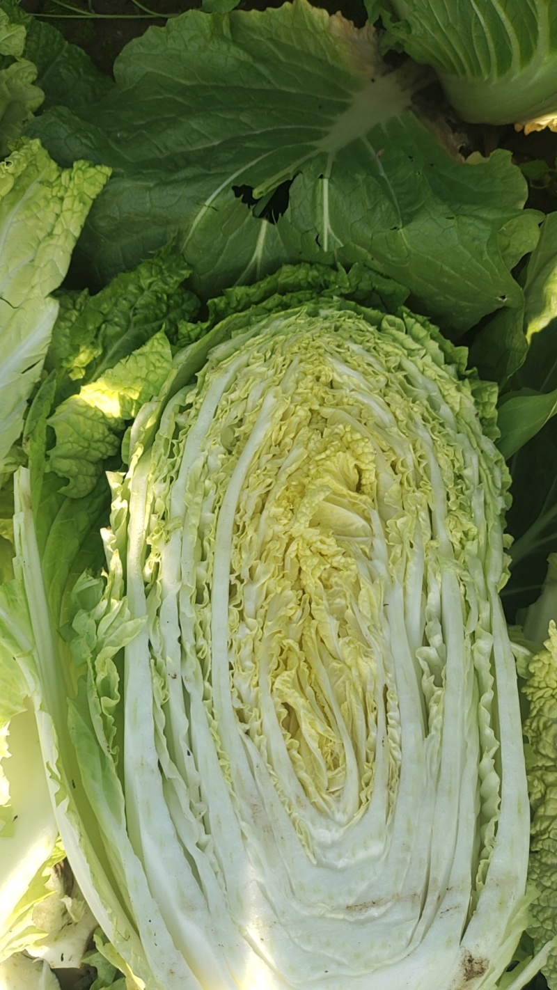 河北黄心白菜新鲜上市价格美丽一手货源价格优惠质量好走货快
