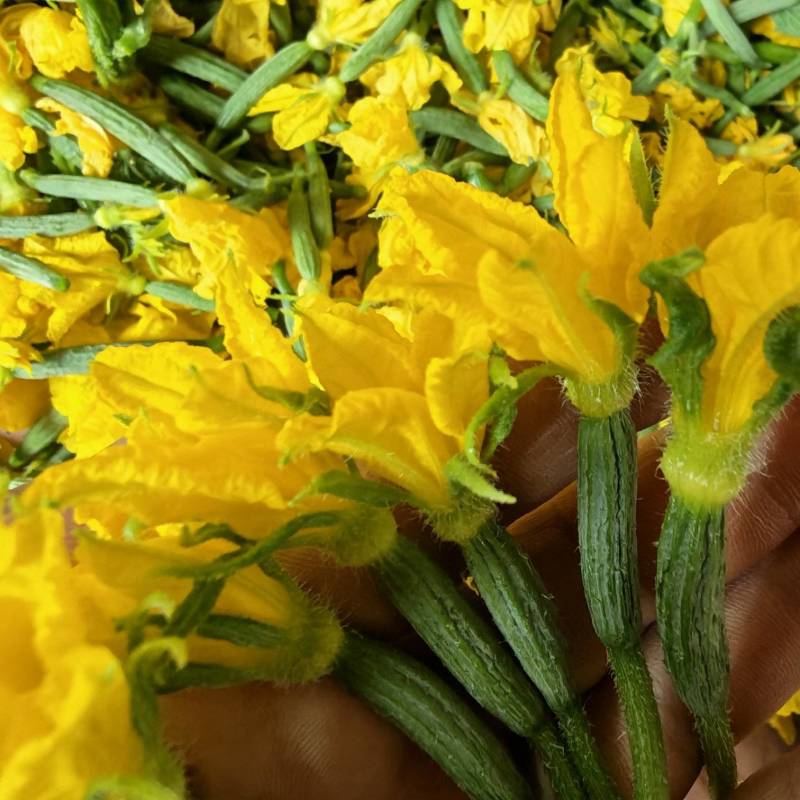 小黄瓜花，乳瓜花，清晨现摘，全国可发