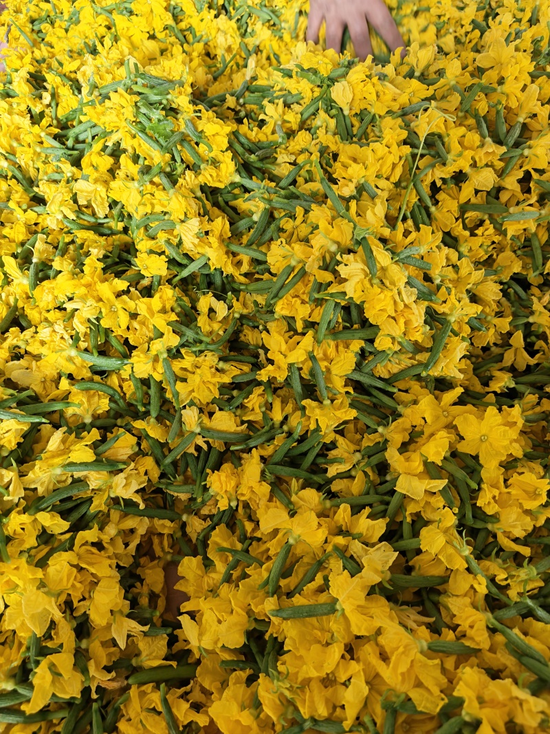 小黄瓜花，乳瓜花，清晨现摘，全国可发