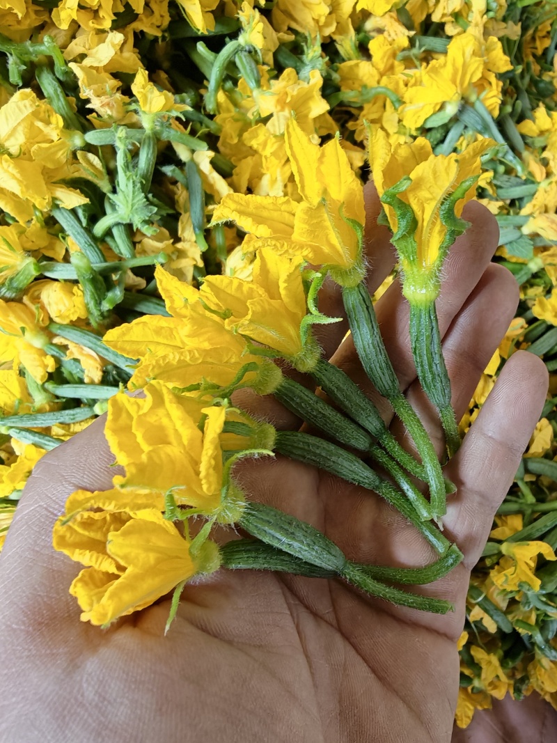 小黄瓜花，乳瓜花，清晨现摘，全国可发
