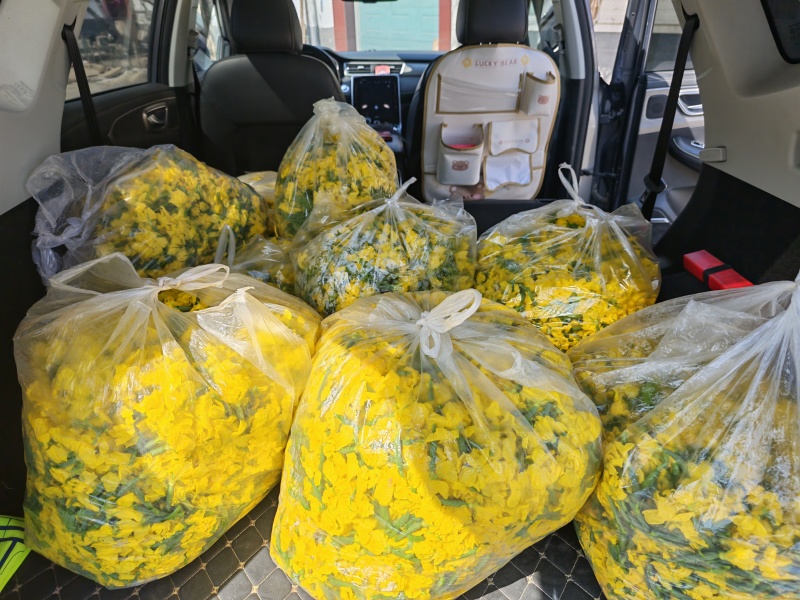 小黄瓜花，乳瓜花，清晨现摘，全国可发