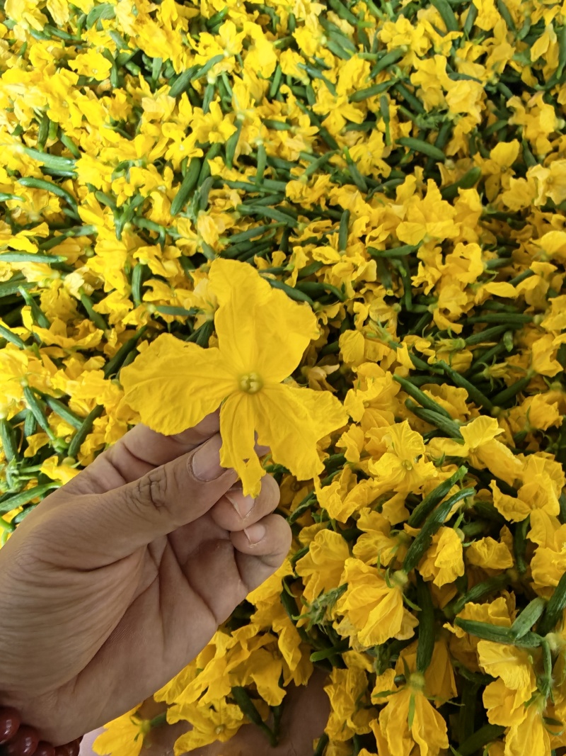 小黄瓜花，乳瓜花，清晨现摘，全国可发