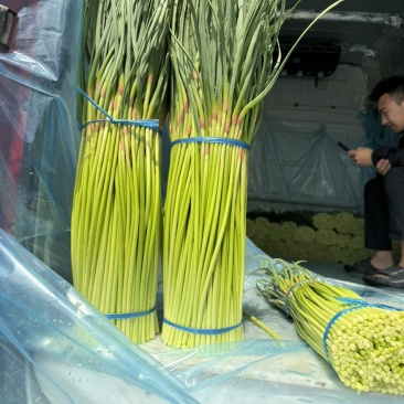 河南优质蒜薹大量上市，货源充足，欢迎合作共赢