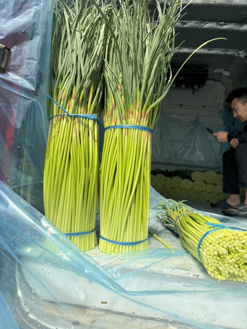 河南优质蒜薹大量上市，货源充足，欢迎合作共赢
