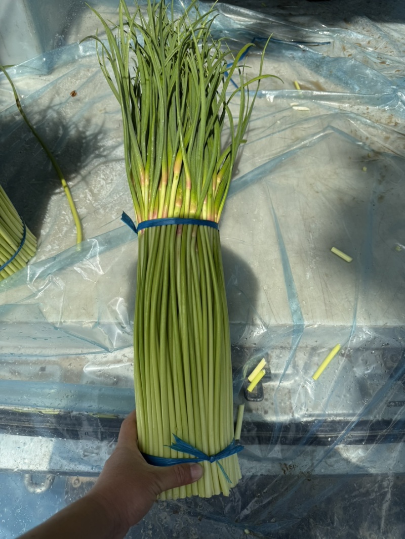 河南优质蒜薹大量上市，货源充足，欢迎合作共赢