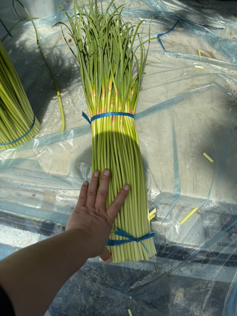 河南优质蒜薹大量上市，货源充足，欢迎合作共赢