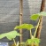 通草苗