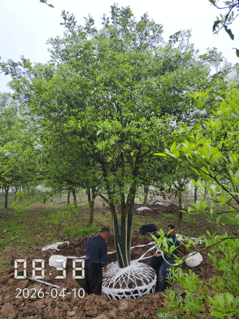 丛生香橼树，丛生香泡，大量供应，支持线上保障交易