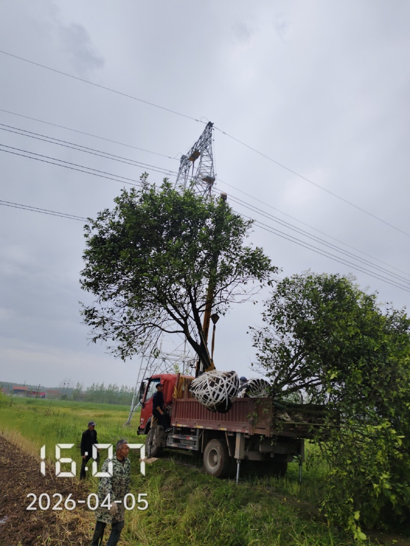 丛生香橼树，丛生香泡，大量供应，支持线上保障交易