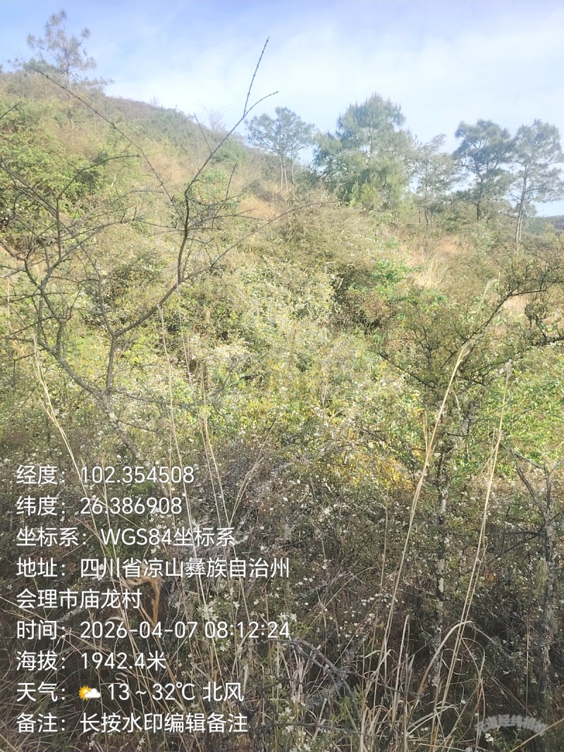 土蜂蜜