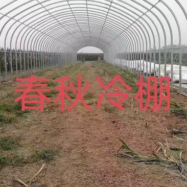 插地冷棚造价低，安装方便