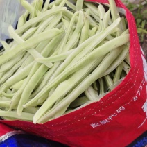 山东省菏泽成武县白豆角，货量大，质量好，产地直发