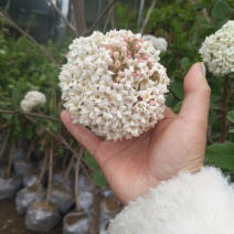 中华木绣球大花斗球