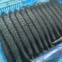 聊城精品油亮黄瓜鲜花带刺