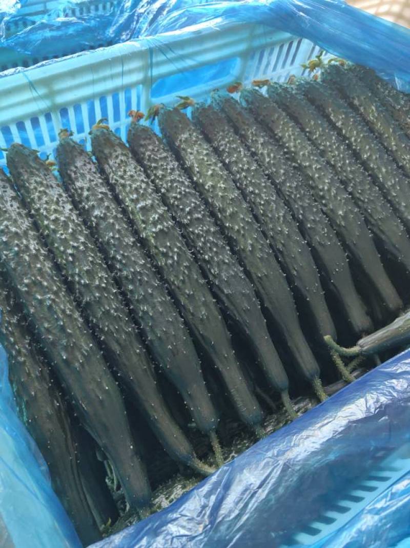 聊城精品油亮黄瓜鲜花带刺