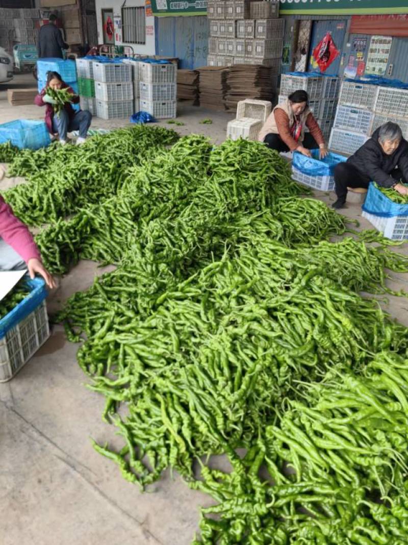 螺丝椒