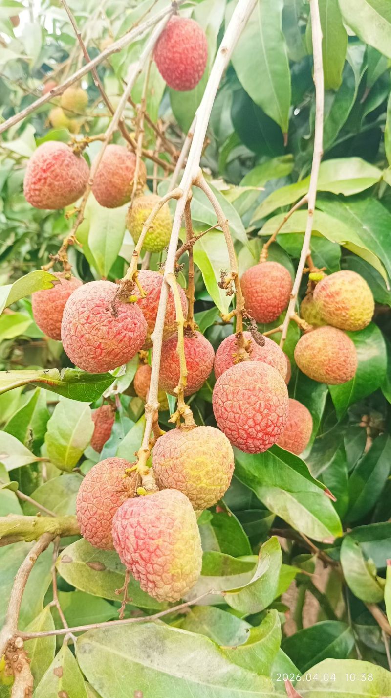 海南桂花香荔枝直供代办对接市场电商礼盒欢迎采购