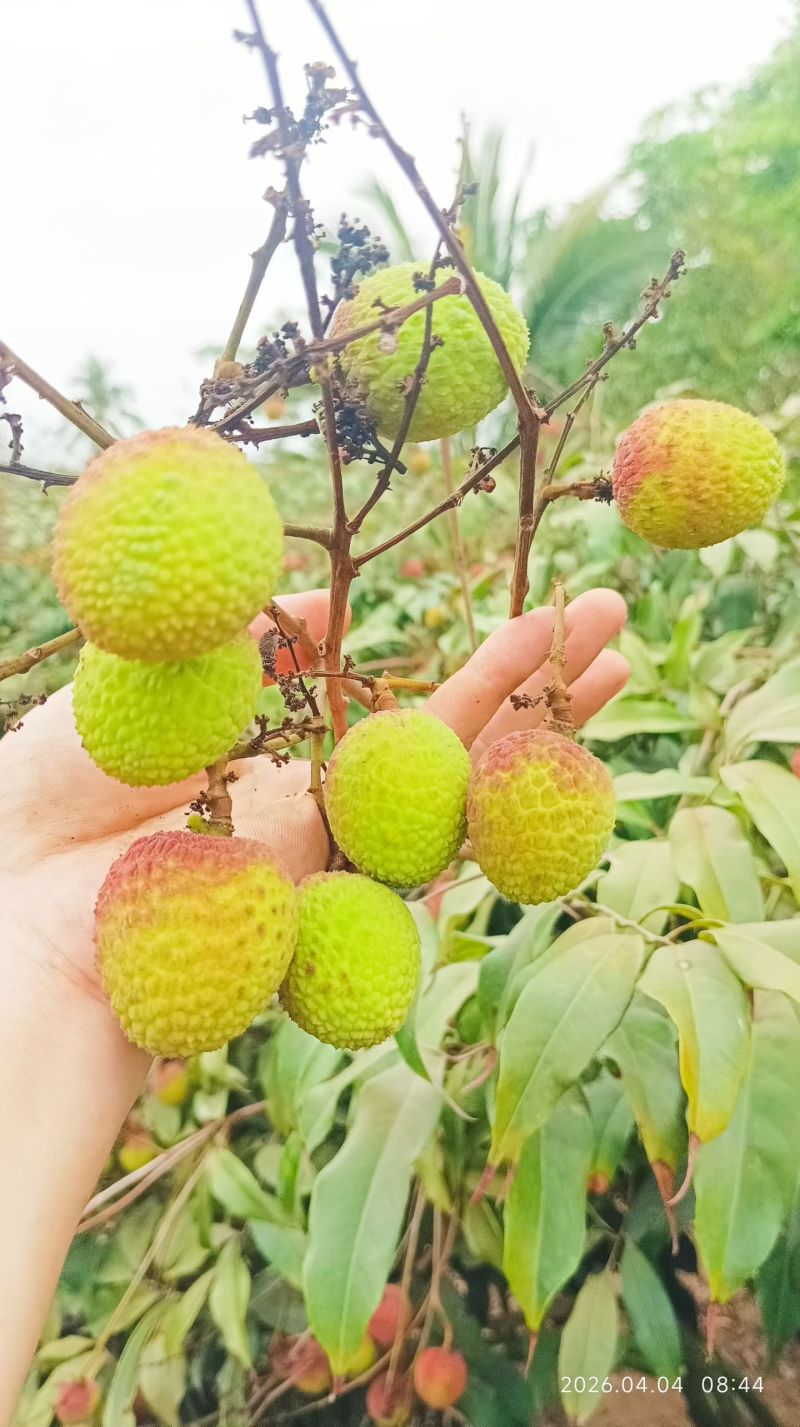 海南桂花香荔枝直供代办对接市场电商礼盒欢迎采购