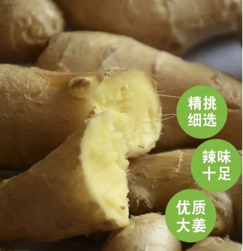 姜巴《精品2两/3两》主营：电商，市场，加工厂，全国发货