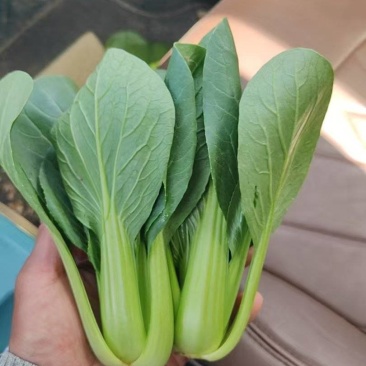 精品油菜快菜菠菜