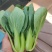 精品油菜快菜菠菜