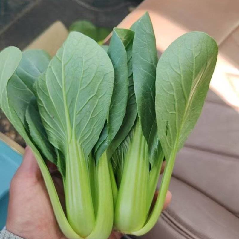 精品油菜快菜菠菜