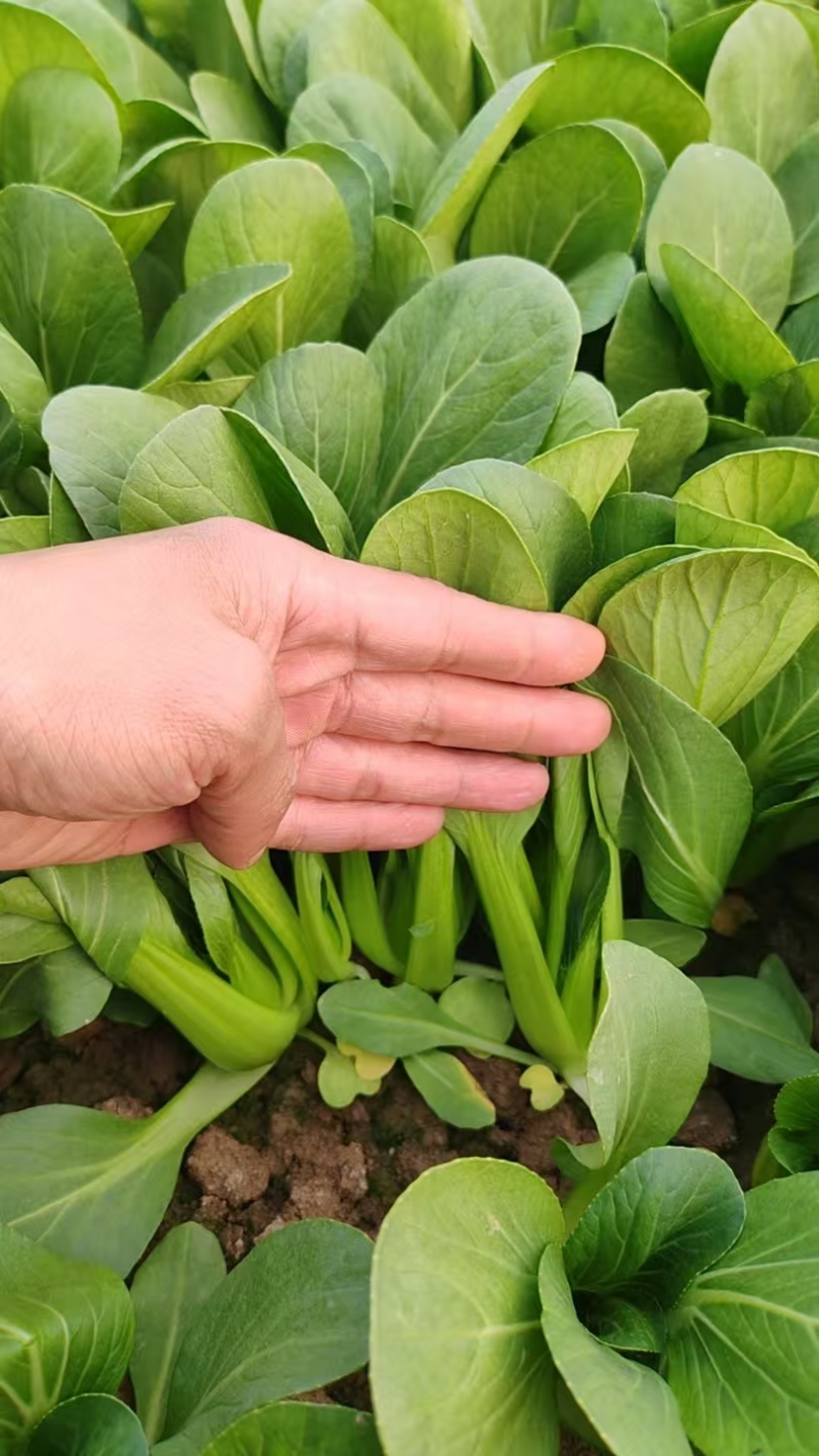 精品油菜快菜菠菜