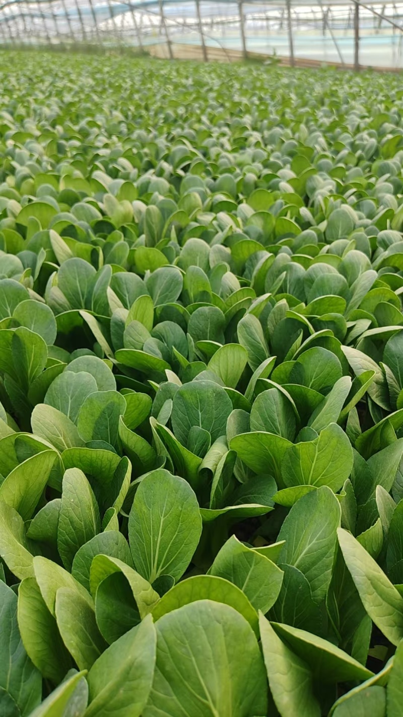 精品油菜快菜菠菜