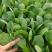 精品油菜快菜菠菜