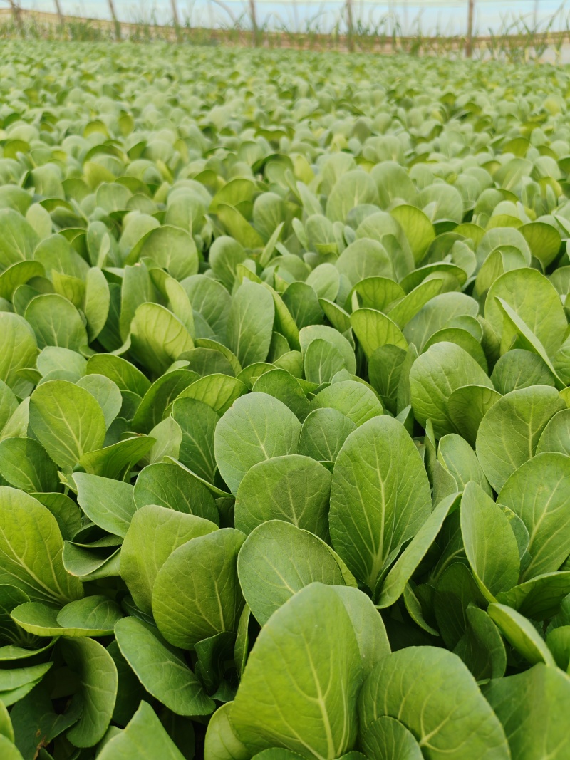 精品油菜快菜菠菜