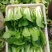 精品油菜快菜菠菜