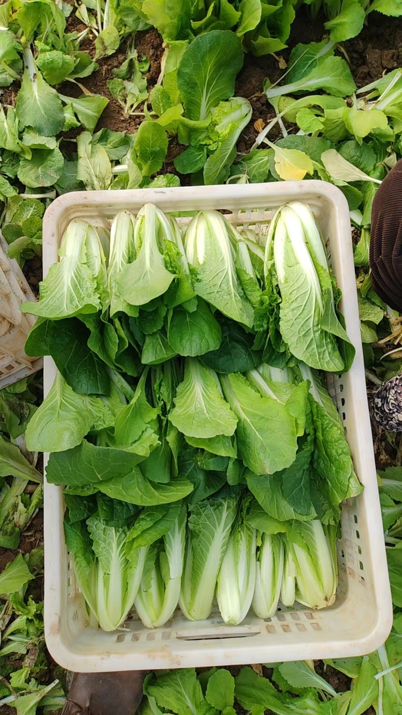 精品油菜快菜菠菜