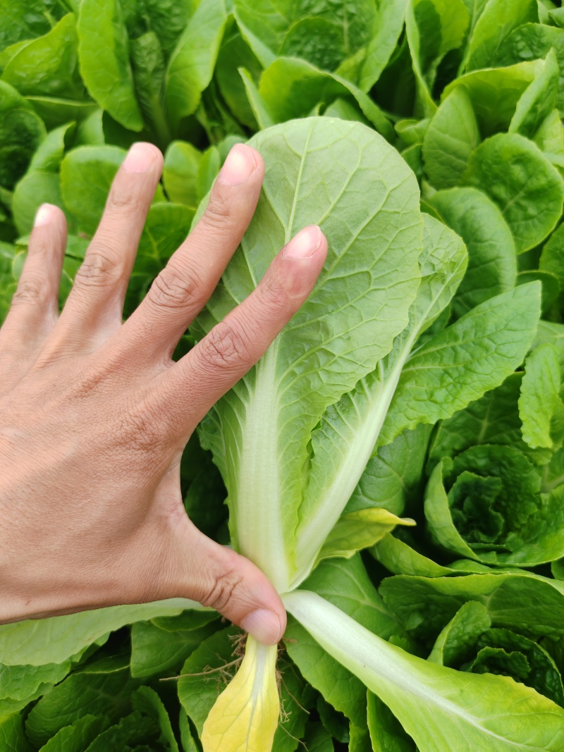 精品油菜快菜菠菜
