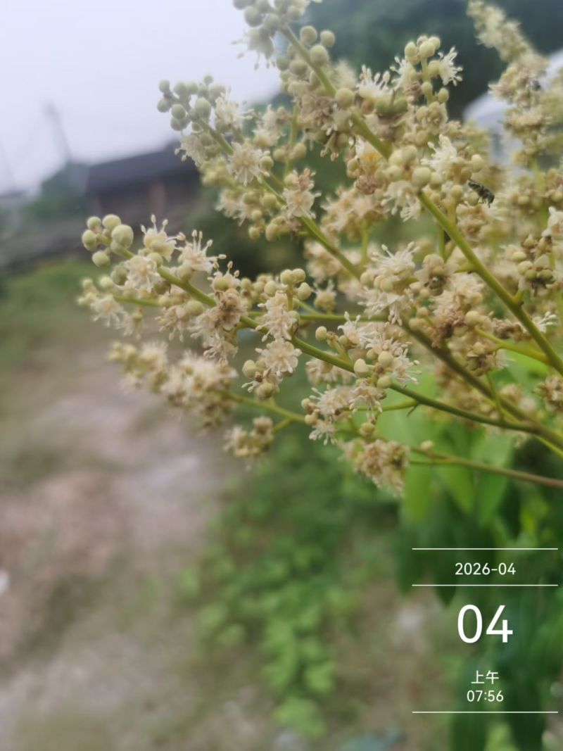 ***蜂蜜