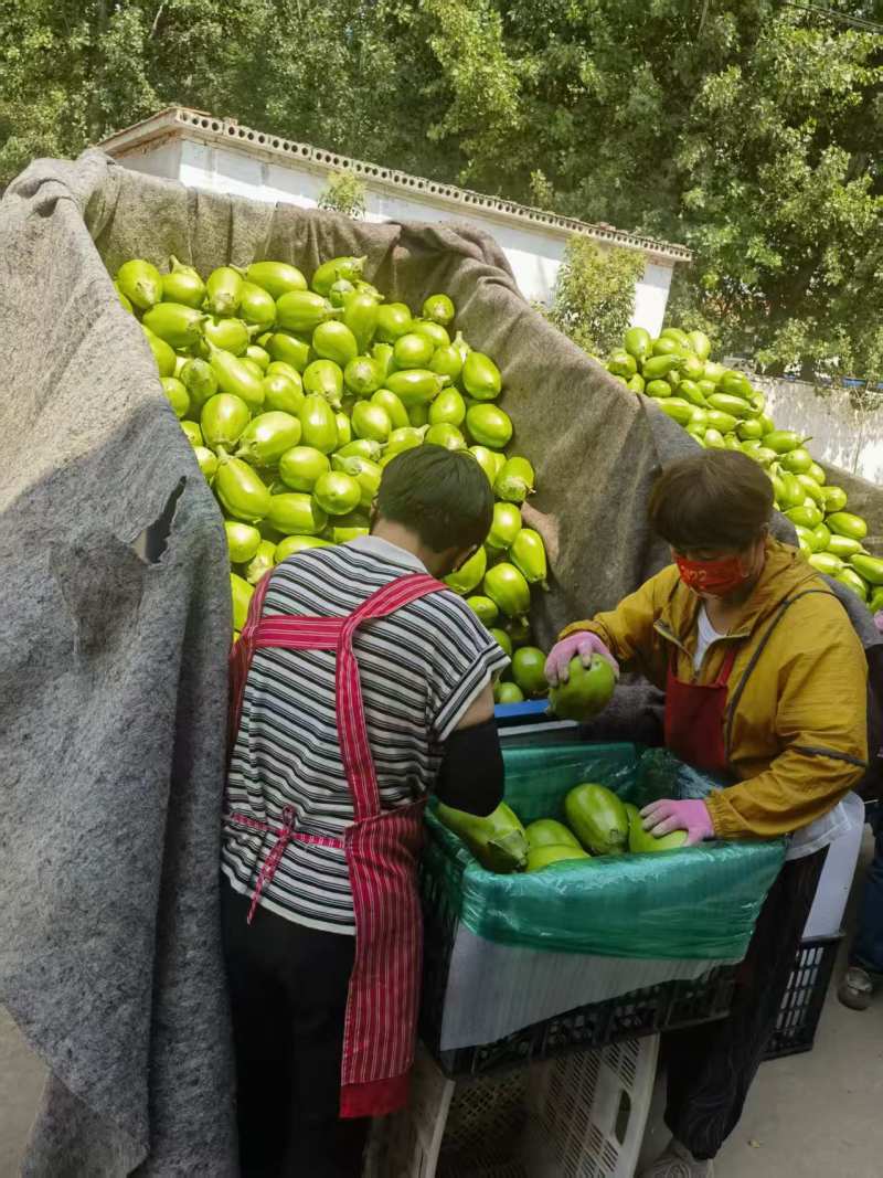 青茄子大量接单品质保证诚信合作量大从优欢迎来电