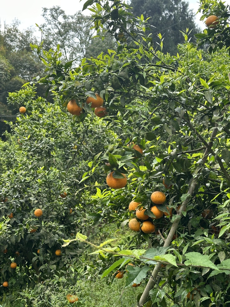 四川沃柑