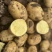 精品土豆黄心土豆大量有货对接全国市场欢迎咨询