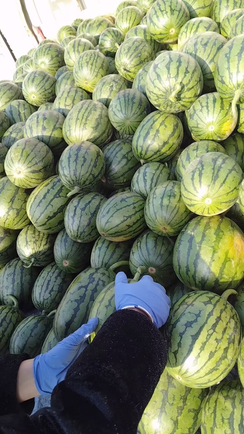 小糖丸西瓜