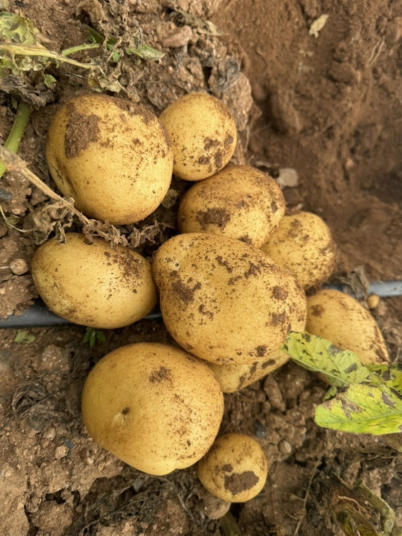 精品土豆黄心土豆大量有货对接全国市场欢迎咨询